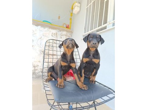Doberman yavru köpeklerimiz