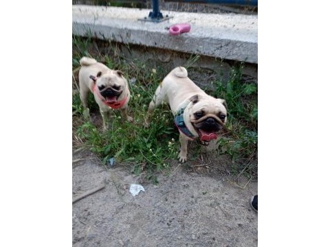 Ücretsiz pug