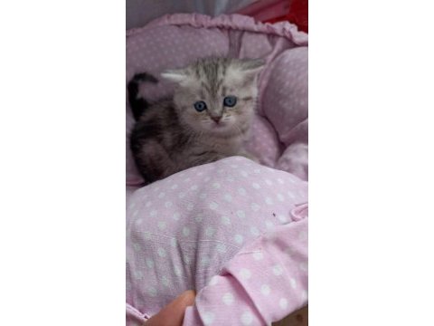 British yavru british shorthair kediler sahiplerini arıyor