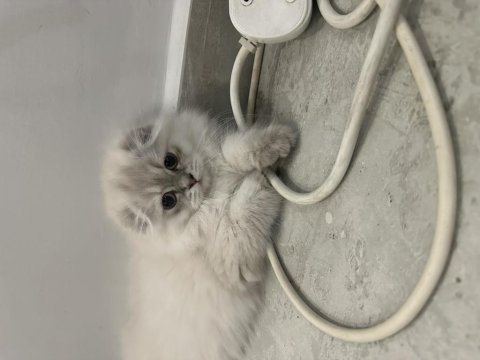 Son yavru uzun tüylü scottish fold