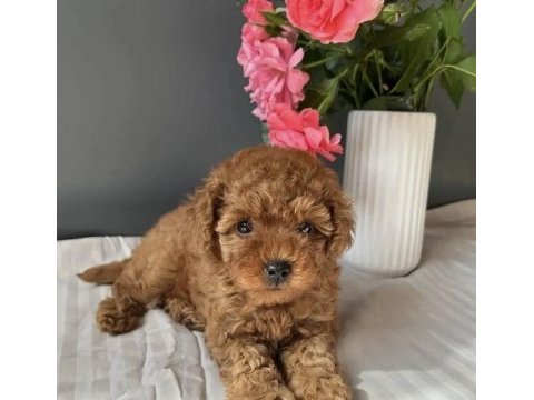 Kore kan red toy poodle  yavrularım 