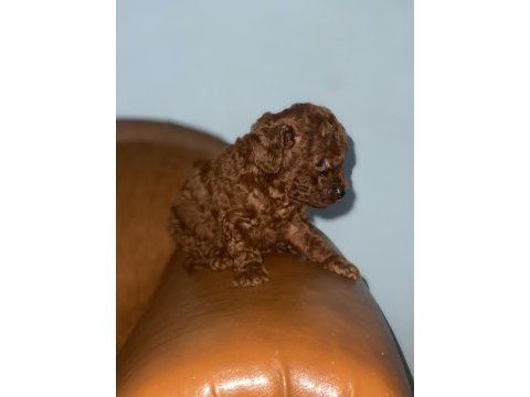 Dark kore yavru boy kilo renk garantili poodle
