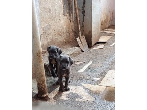 Acil dev cane corso yavrular