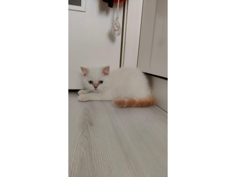 Dişi ve erkek british longhair mevcuttur