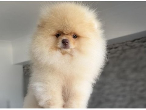 Pomeranian boo köpeği