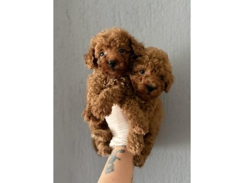 Şık görünümün ve sevimliliğin buluşması toy poodle