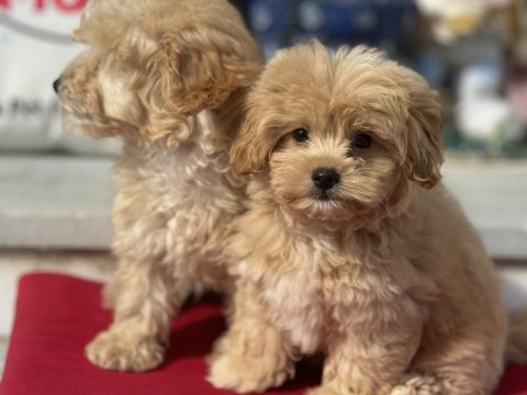 Ankarada yasal çiftlikde ziyarete açık maltipoo