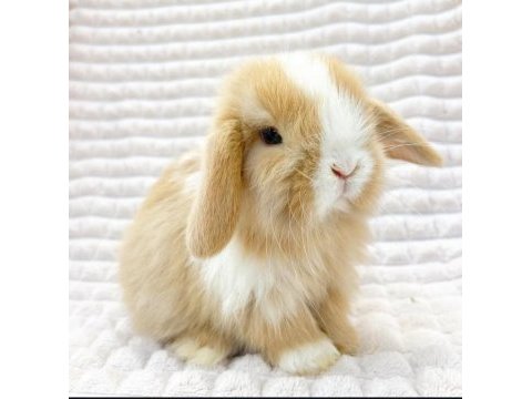 Hollanda lop ve teddy lop tavşanlar
