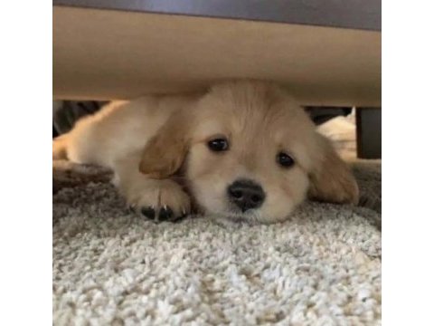 Sağlık ve ırk garantili oyuncu golden retriever köpekler