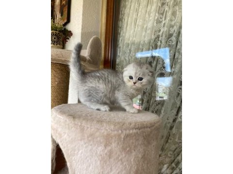 Scottish fold yavruları