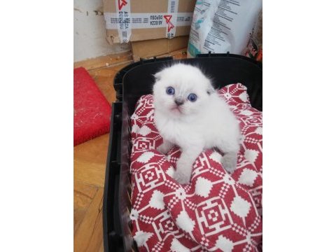 Scottish fold 2 aylık yavrular verilmeye hazır