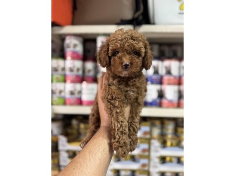 Toy poodle sıfır numara yavrular