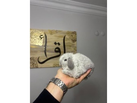 Hollanda lop tavşanları ve cüceler