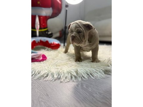 Türkiye deki en özel ingiliz bulldog yavrularımız
