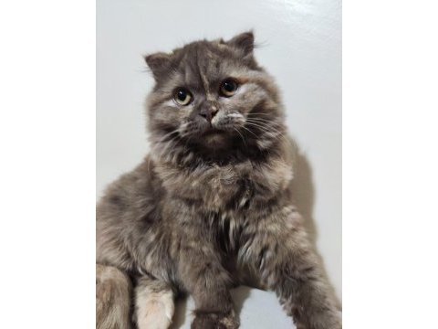 Scottish fold kedime acil yuva aranıyor
