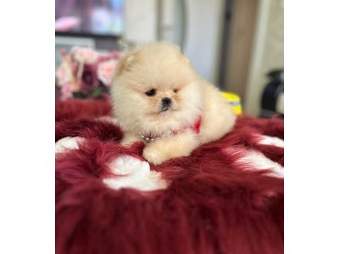 Mini boy ayıcık pomeranian boo