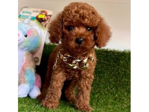 Kore toy poodle