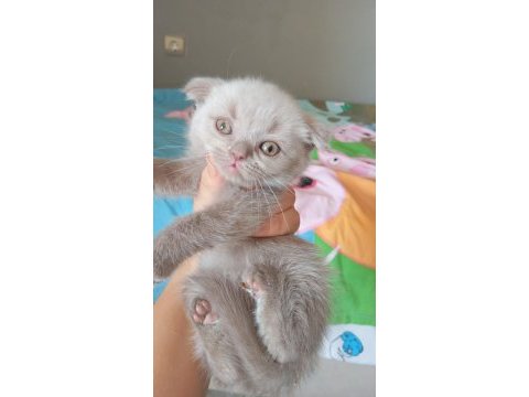 2 aylık miniklerimiz yuva arıyor safkan anne babadan olma