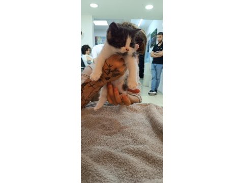 1 scottish fold ve 2 british longhair yavru kedilerim