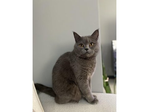 4 yaşında brıtısh shorthair acil sahiplendirme