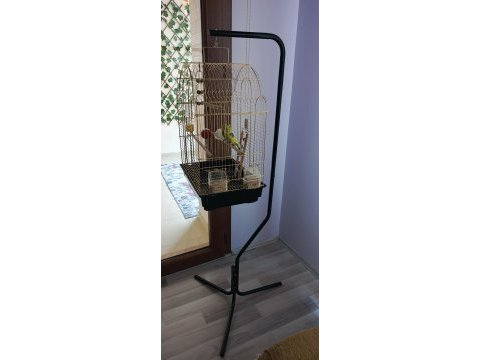 Bir dişi ve biri erkek yavru muhabbet kuşu ve kafes