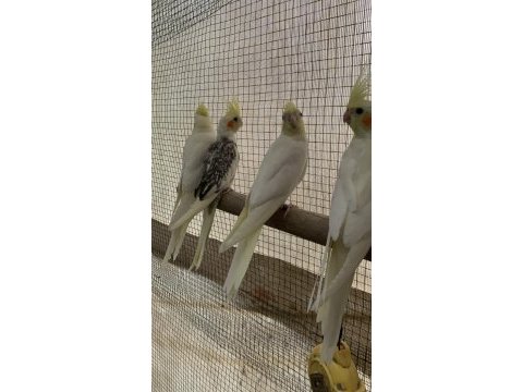 Kampanya sultan papağanı yavruları