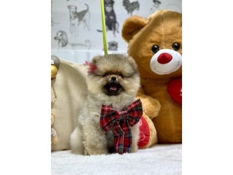 Show class pomeranian boo ayıcık kızımız