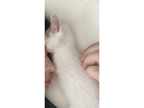 Sokakta kötü halde bulunan bebek kedimize yuva olur musun