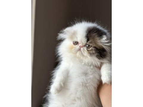Safkan persian sadece en iyisini isteyenler için