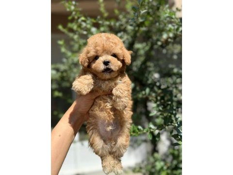 Aranılan güzellikte maltıpoo yavrum