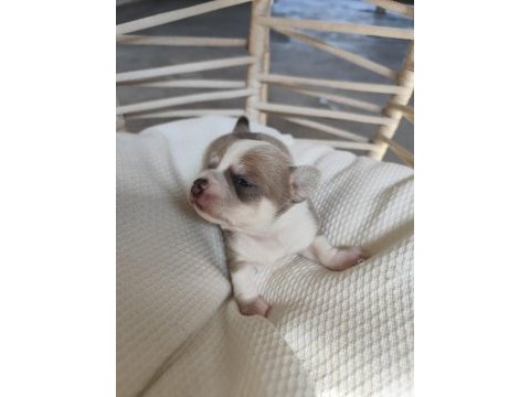 Renk renk chihuahua bebekler