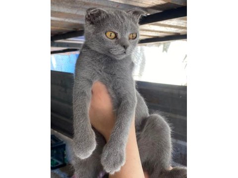 3 adet 3 aylık yavru british shorthair