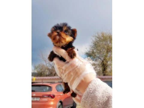 Tea cup yorkshire terrier yavru
