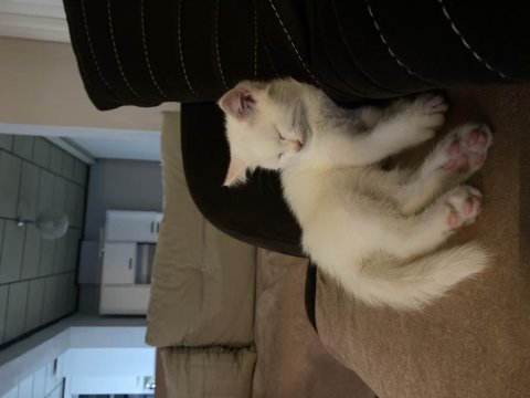 Kar beyazı 4 aylık british shorthair