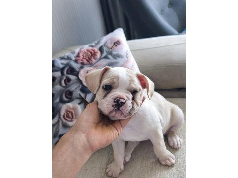 2.5 aylık dişi french bulldog aşısı var