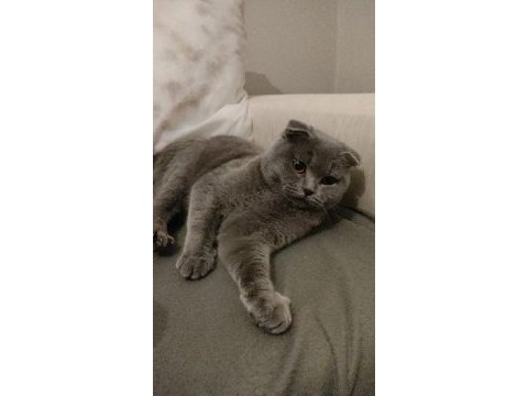 Scottish fold 1 yaşında kedimiz