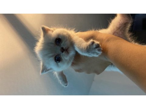 British 1 aylık kedi