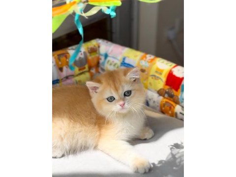 British shorthair ny12