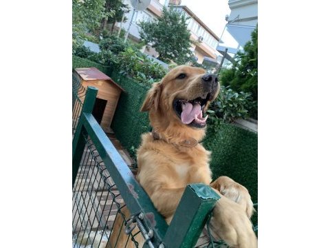 Golden retriever 2 yaşına yaklaştı