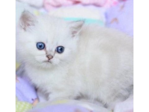 British shorthair dişimiz