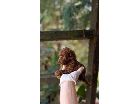 Red brown toy poodle