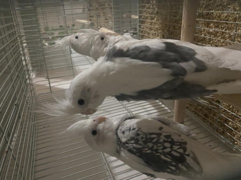 Uyguna yeni yeme düşmüş sultan el besleme mevcut kalite