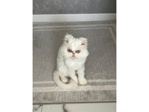 İran kedimi ücretsiz sahiplendiriyorum
