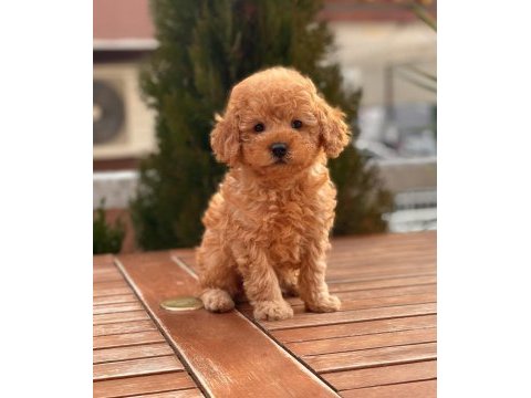 Toy poodle yavrular