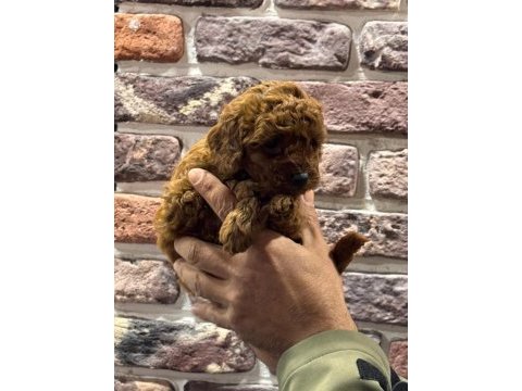 Toy poodle kore kan