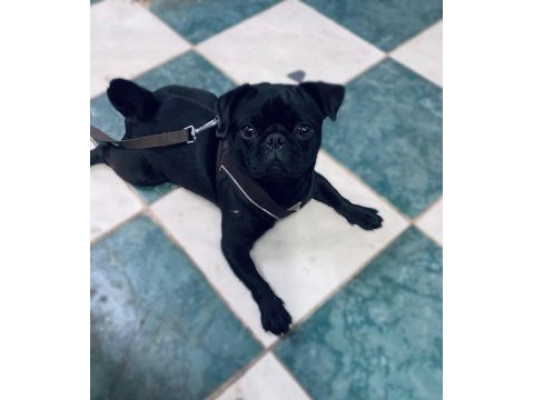 2 yavru erkek 1 dişi genç pug