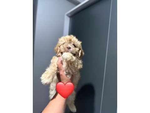 Maltipoo yavrum 55 günlük