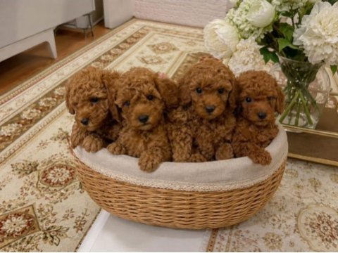 Poodle mınık kurabiyeler