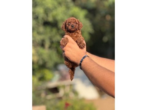 Büyümeyen aşılı çiş eğitimli toy poodle 