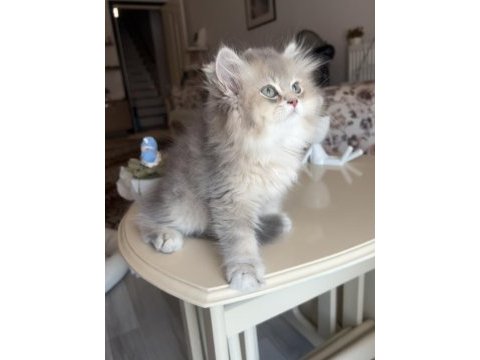 British longhair blue golden ay kardeşler
